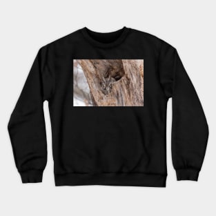 Eastern Screech Owl Crewneck Sweatshirt